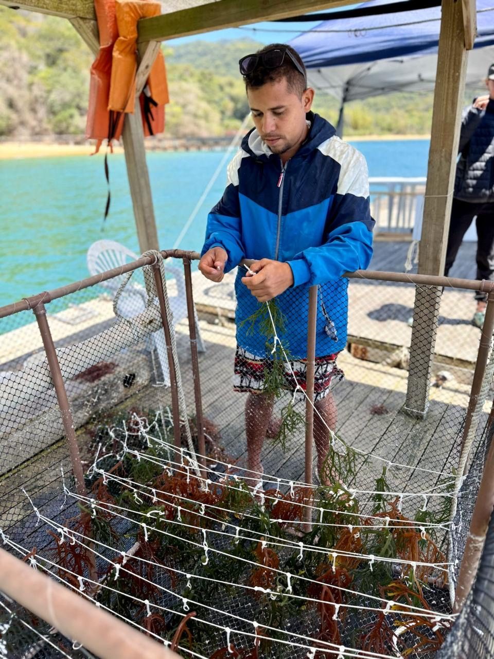 Produtores da comunidade caiçara cultivando a alga com o Sistema UCA